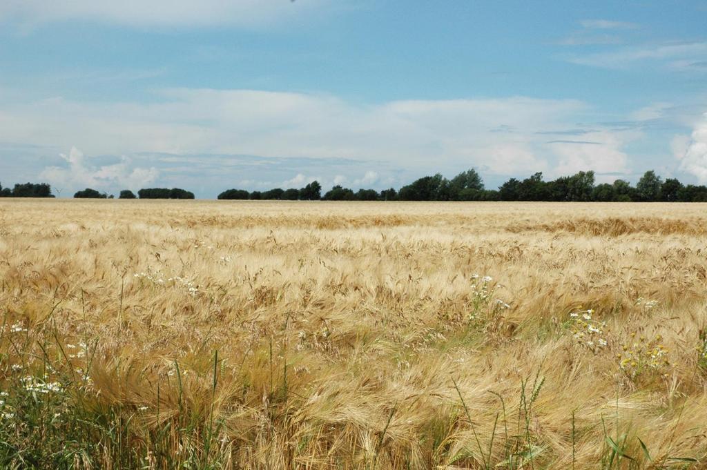 Ferienanlage Wildt Petersdorf auf Fehmarn Εξωτερικό φωτογραφία